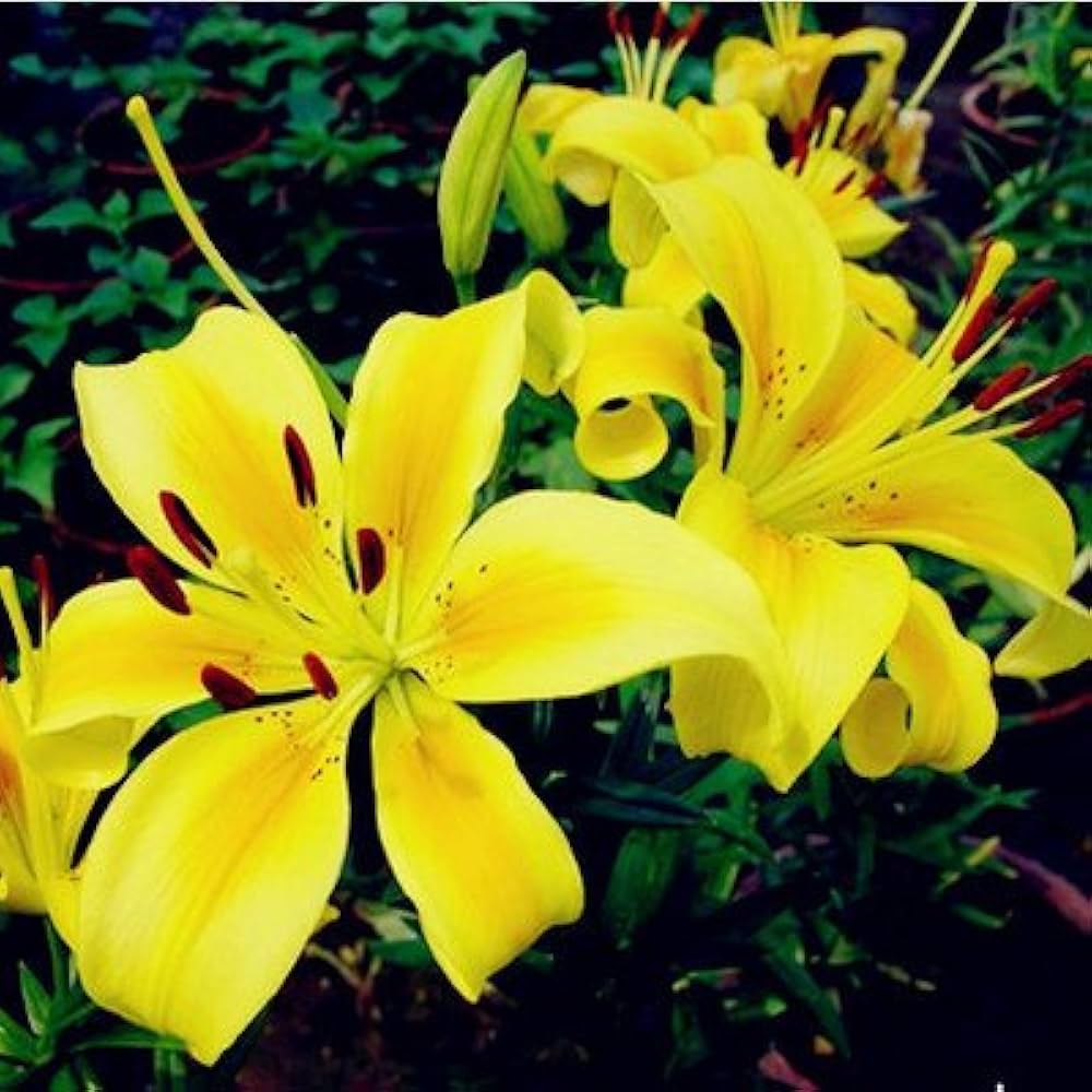 Heirloom Non-GMO Lily Flower Seeds for Planting – Fragrant Perennial Blooms for Garden & Pots - Non-GMO for planting in home garden